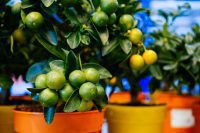 Growing citrus trees in pots
