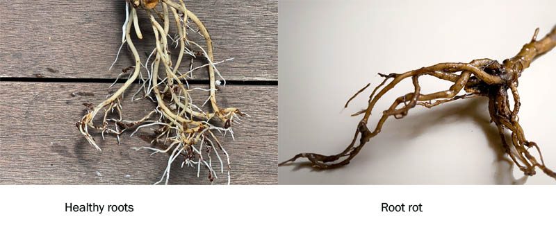 Healthy roots vs root rot
