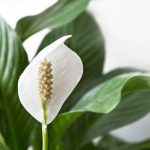 How to care for peace lily