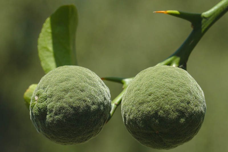 Immature yuzu fruit