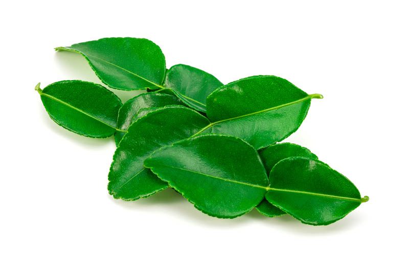 Makrut lime leaves