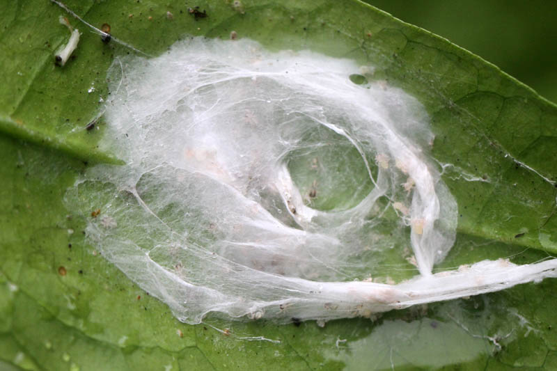 Mealybugs