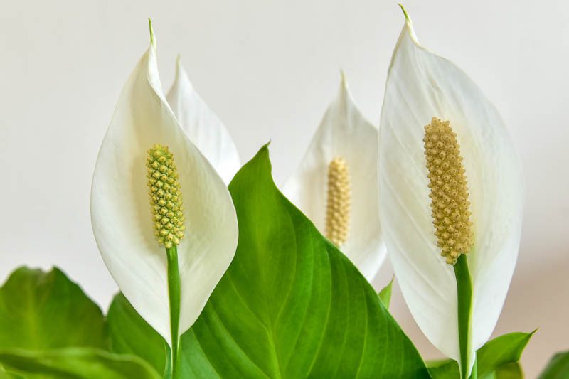 Peace lily flowers