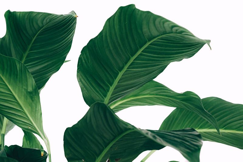 Peace lily leaves