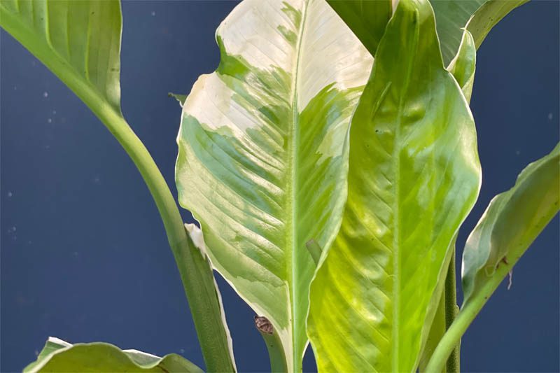 Picasso peace lily