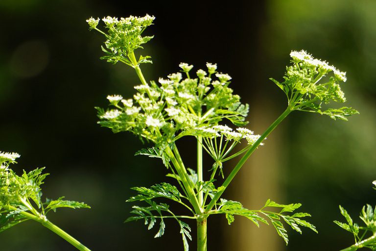 Poison Hemlock Vs Queen Anne S Lace What Is The Difference Botany World