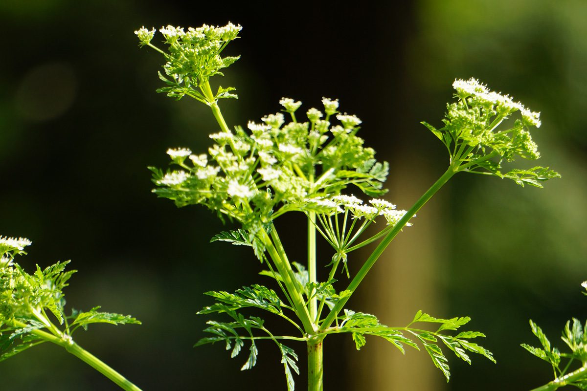 Poison hemlock