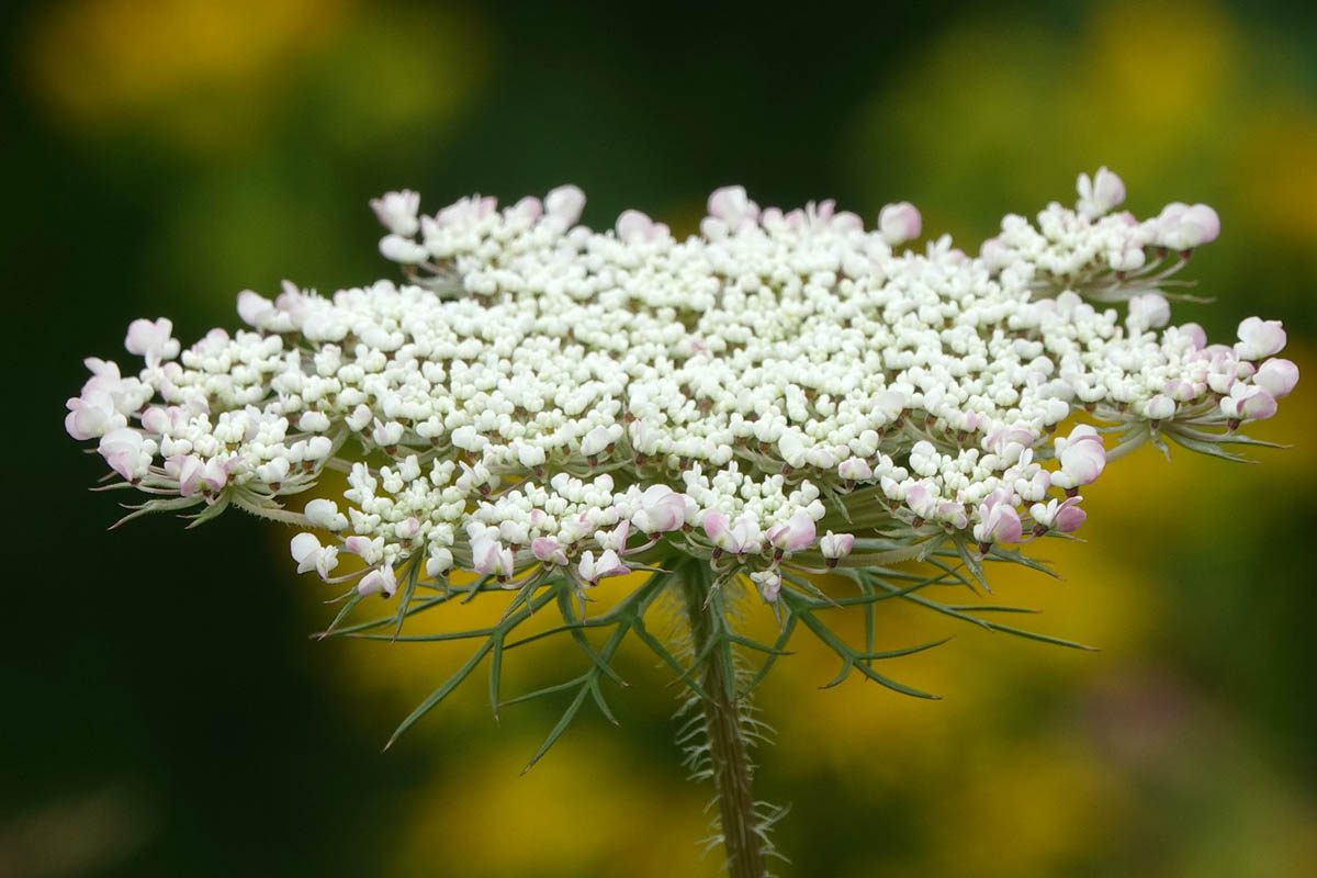 Poison Hemlock vs Queen Anne's Lace: What is the Difference? - Botany-World