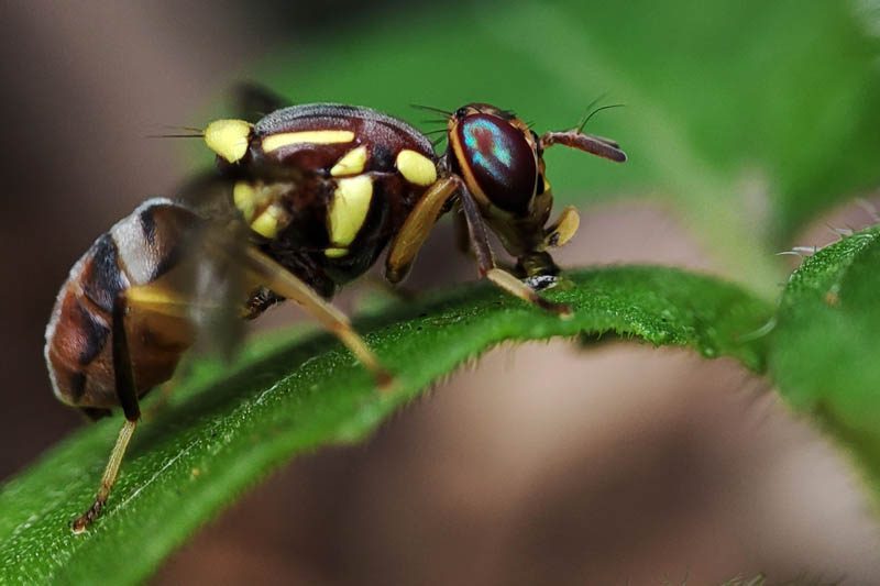 Queensland fruit fly