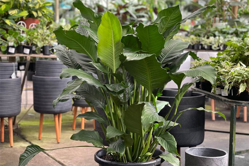 Spathiphyllum 'Sensation'