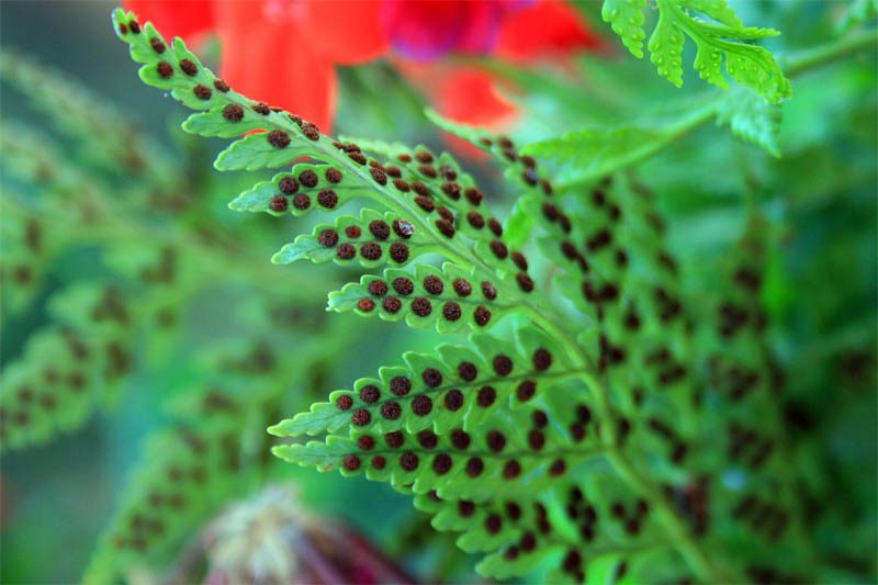 Spores on the underside of a fern leaf