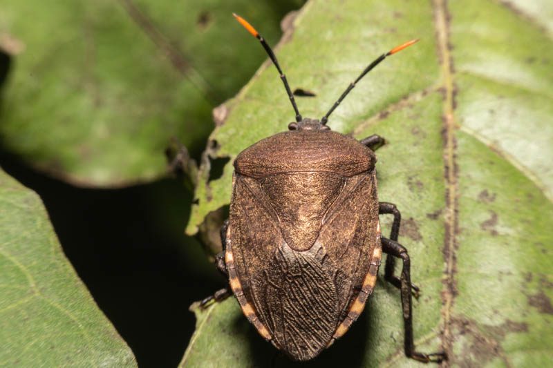 Stink bug