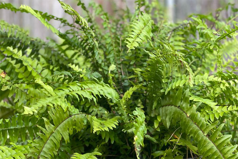 What is Boston fern?