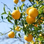 Yuzu: The Japanese Citrus Fruit Taking Over the World