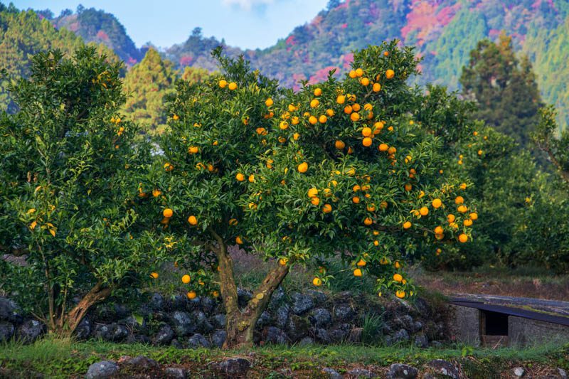 Yuzu trees