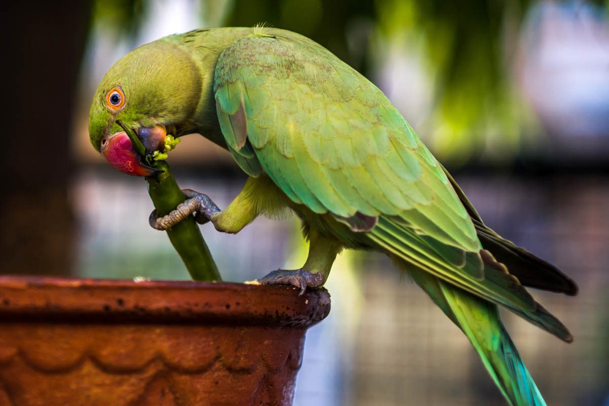 Birds are immune to capsaicin