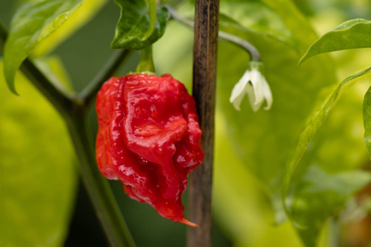 Carolina reaper, the world's hottest chilli