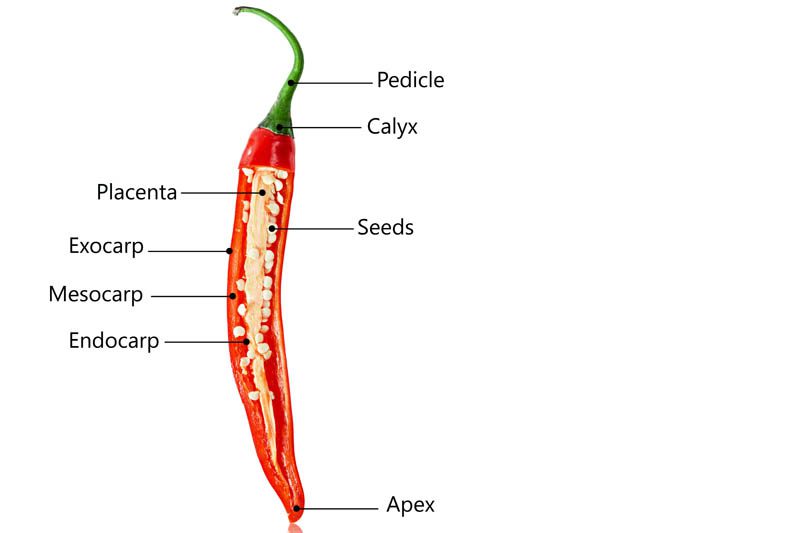 Chilli placenta