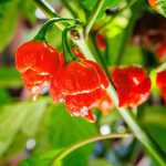 The Mystery of the Burn: Unraveling Why Chillies Are Hot