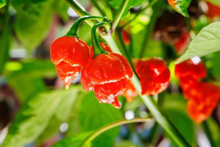 The Mystery of the Burn: Unraveling Why Chillies Are Hot - Botany-World