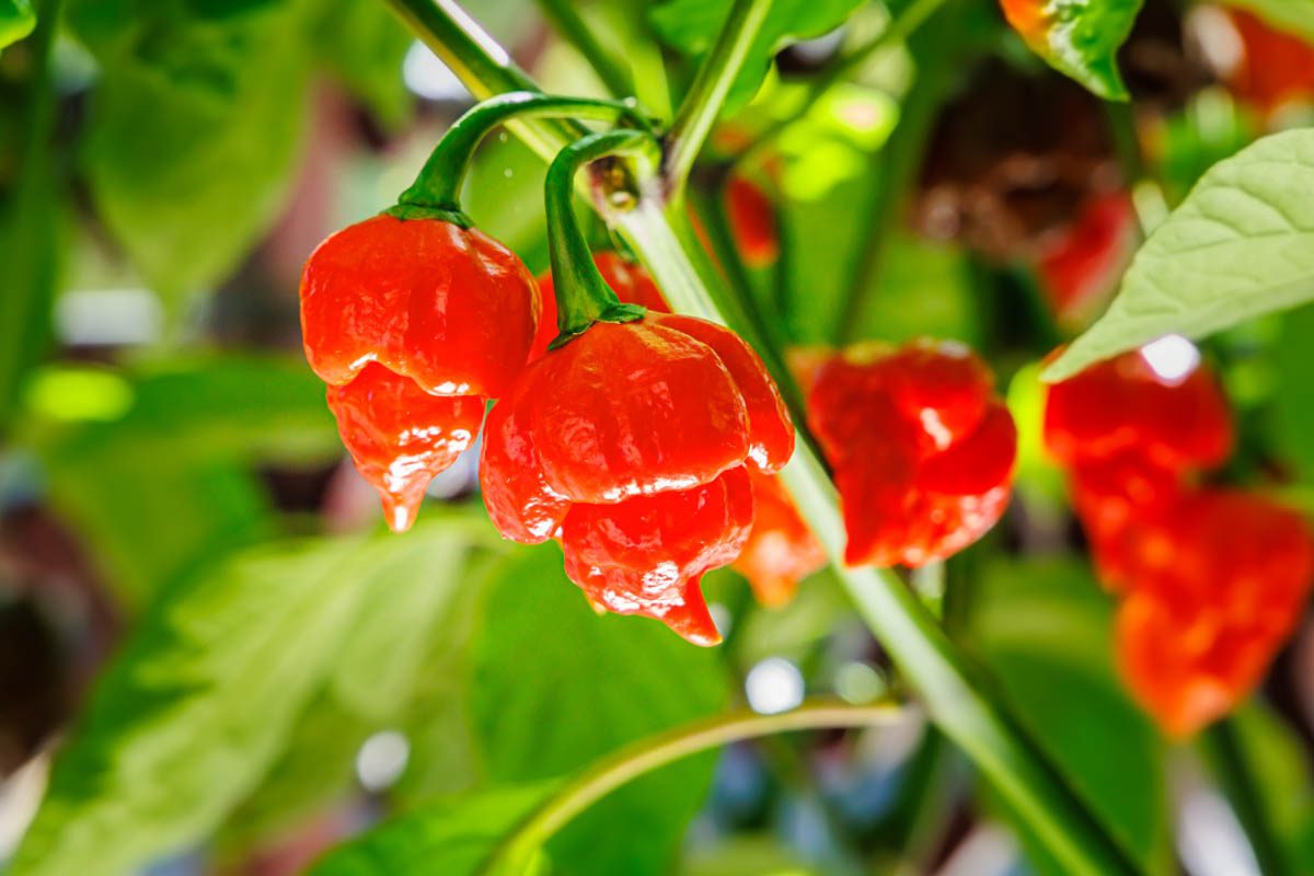 Why are chillies hot?