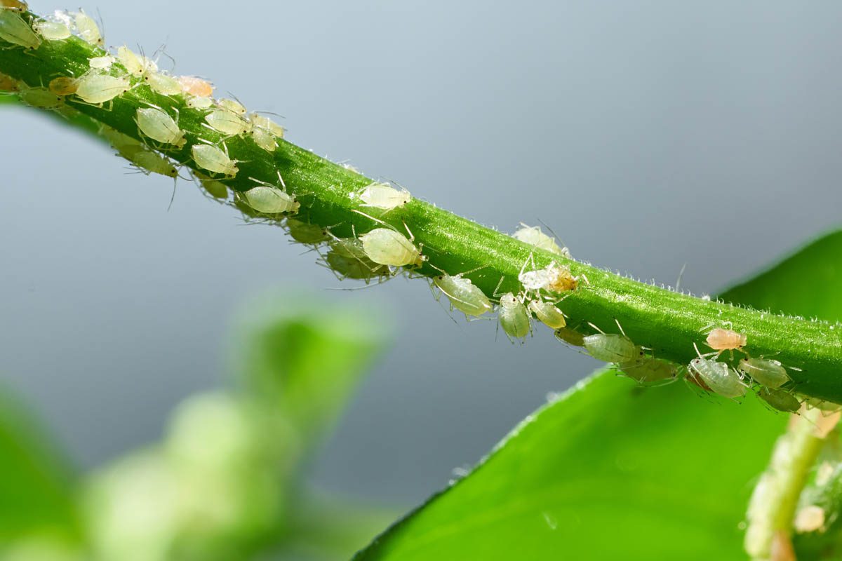 Aphids