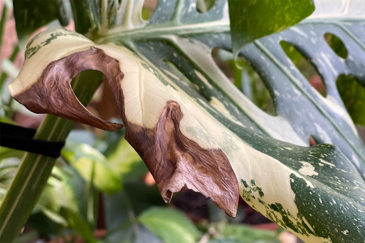 Brown leaves on a variegated Monstera