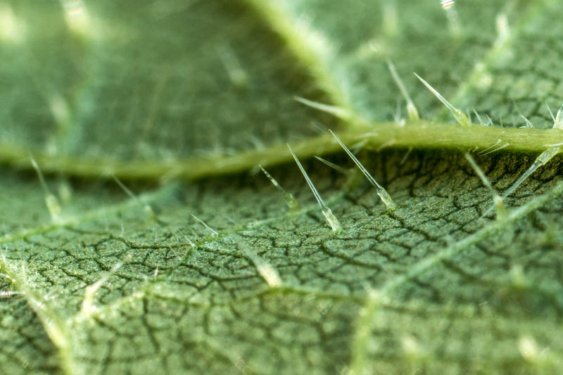 Close up of the hairs on a nettle
