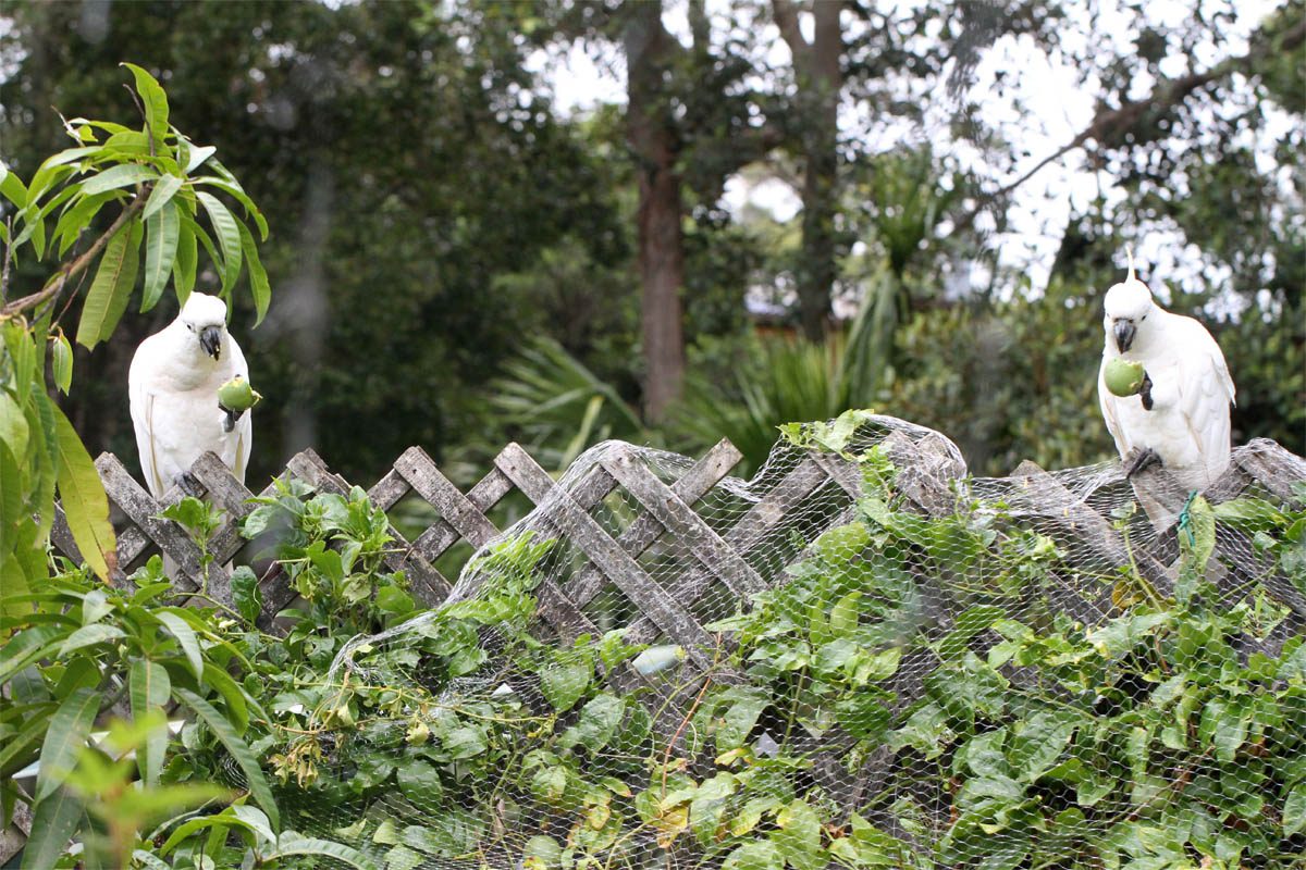 Cockatoos eating passionfruit from my garden