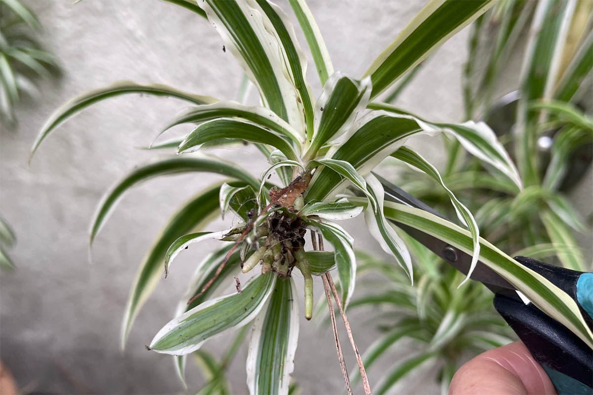 Cutting a spider plant pup from the stolon