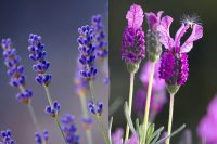 English vs French Lavender: What is the Difference?