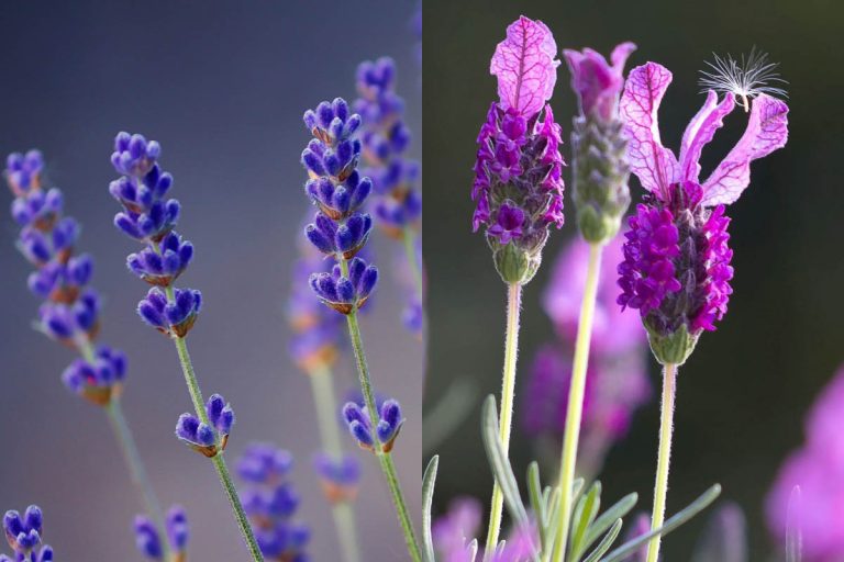 english-vs-french-lavender-what-is-the-difference-botany-world