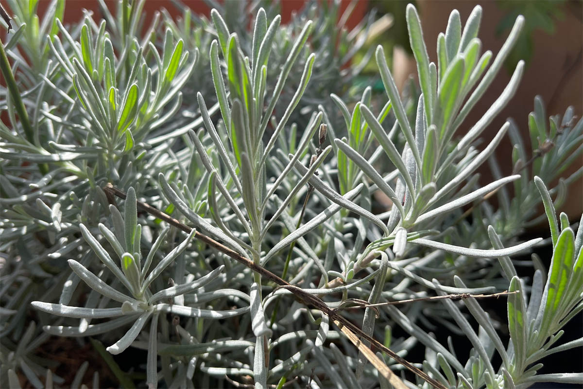 English lavender leaves