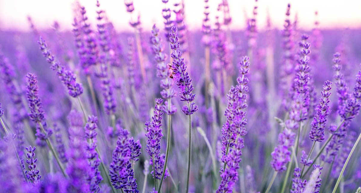 English lavender