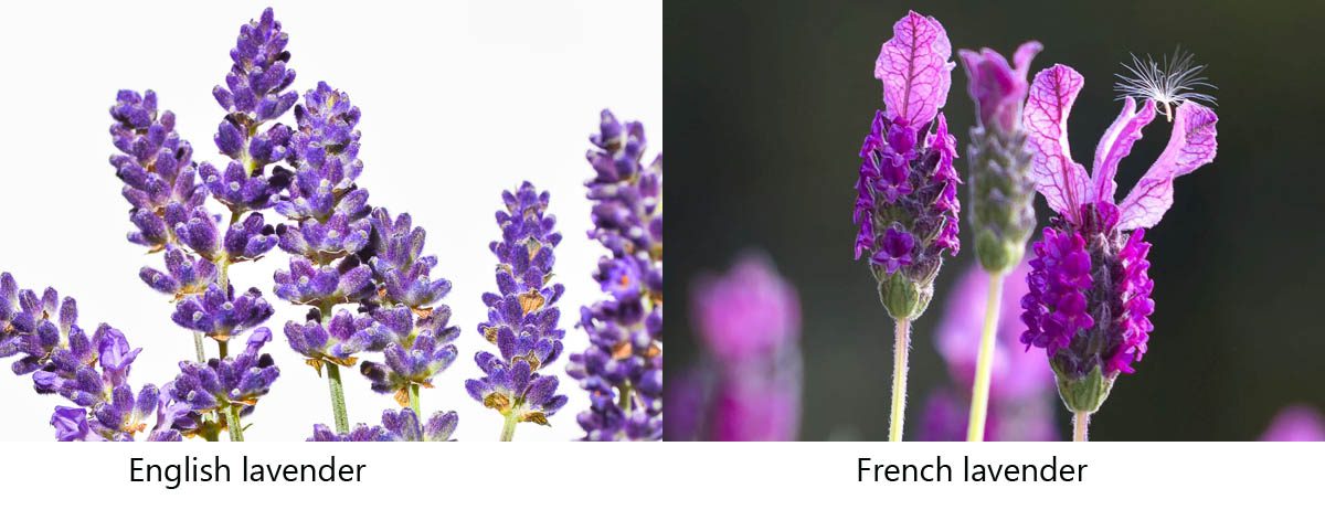 Difference between English and French lavender
