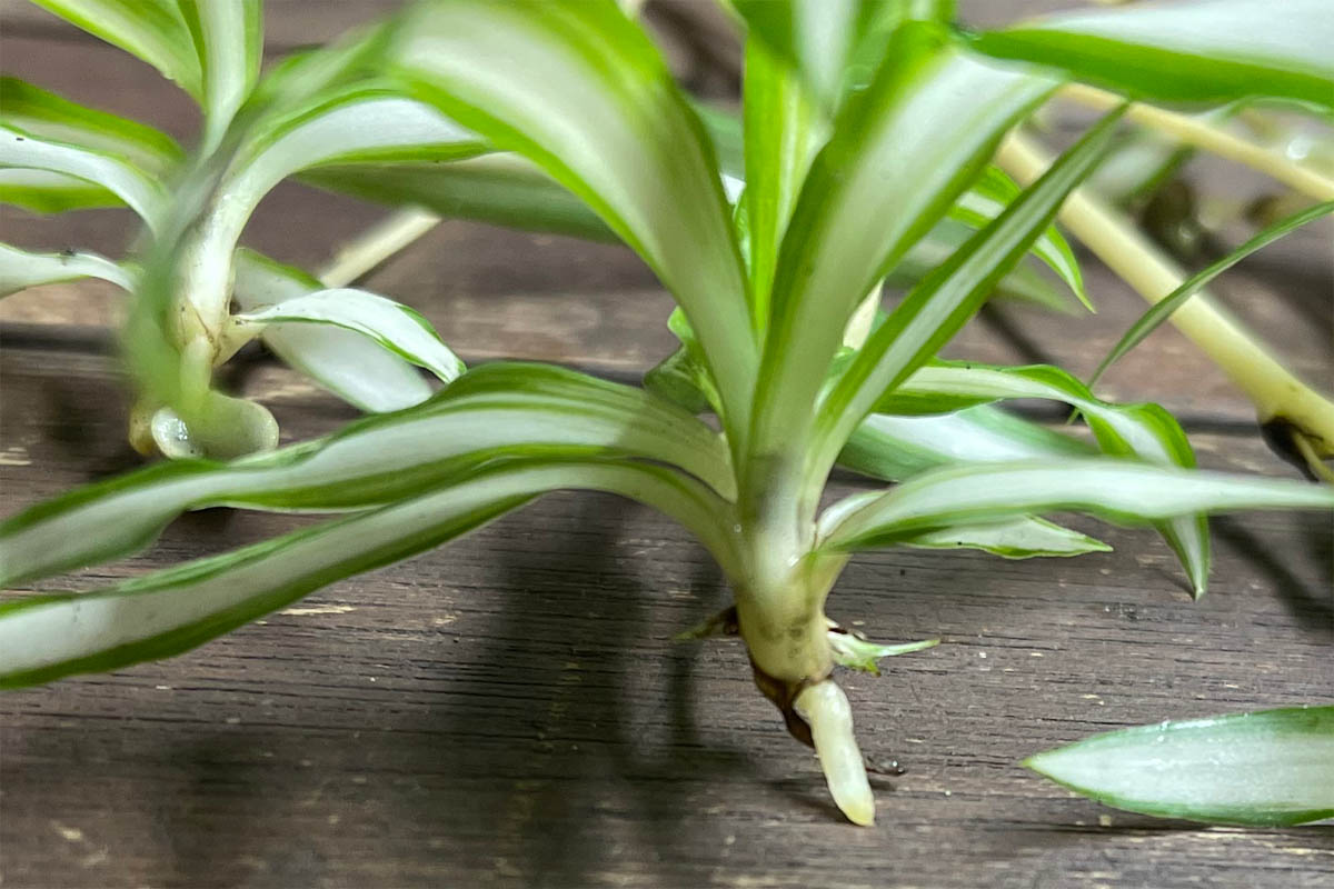 Formation of a root on a spiderette