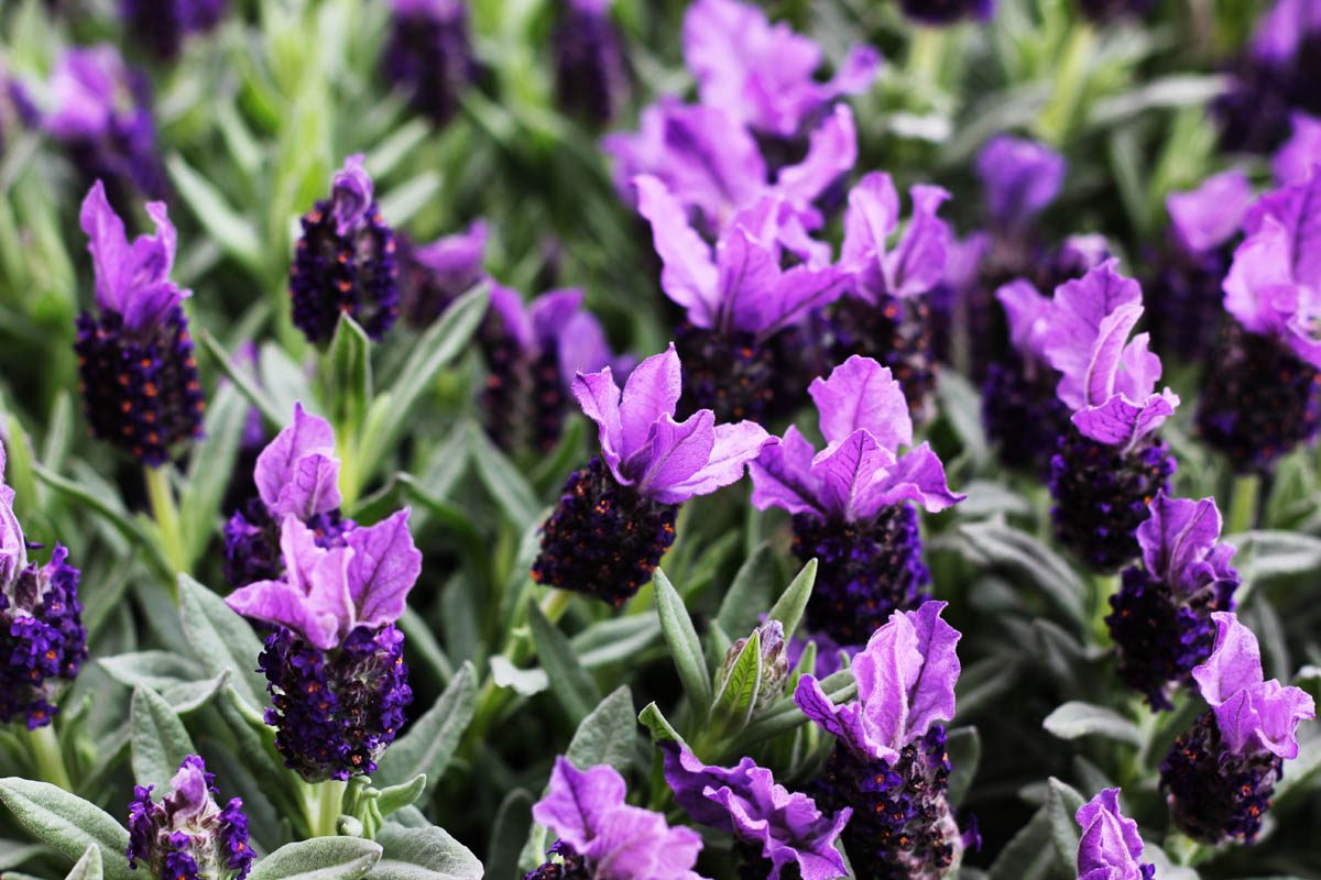 French lavender