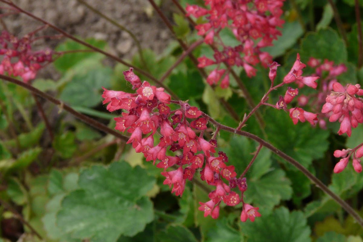 Heuchera flowers