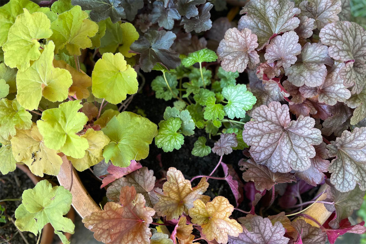 Heuchera in a pot