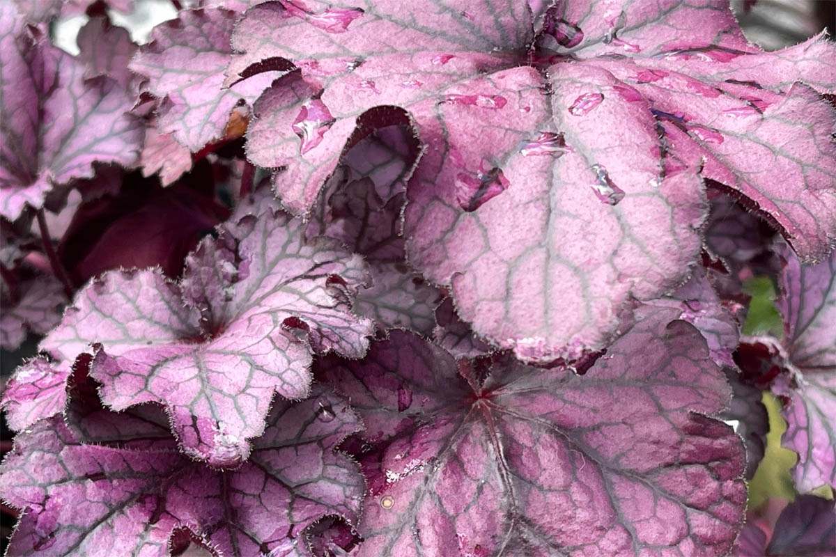 Heuchera 'Kira'