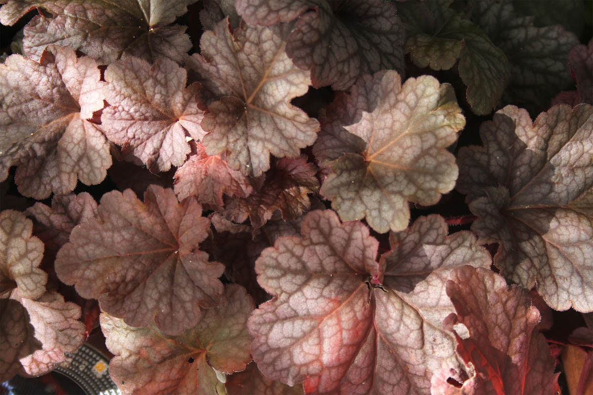 How does heuchera get its colourful leaves?