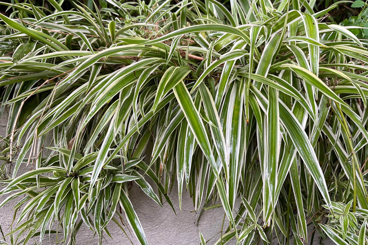 How to propagate spider plant
