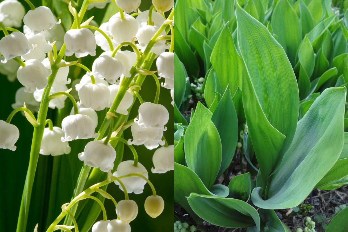 Identification of lily of the valley