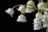 Unveiling Convallarin: The Secret of Lily of the Valley