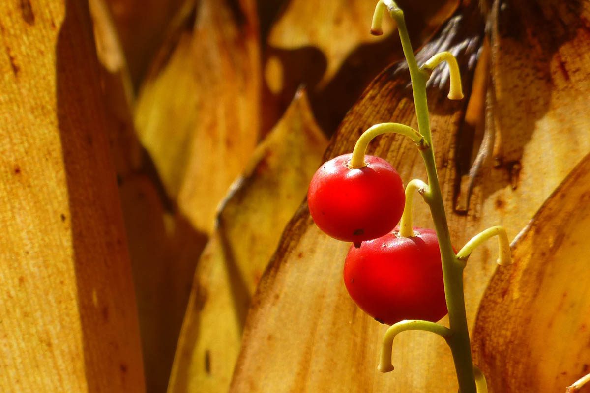 Lily of the valley berries