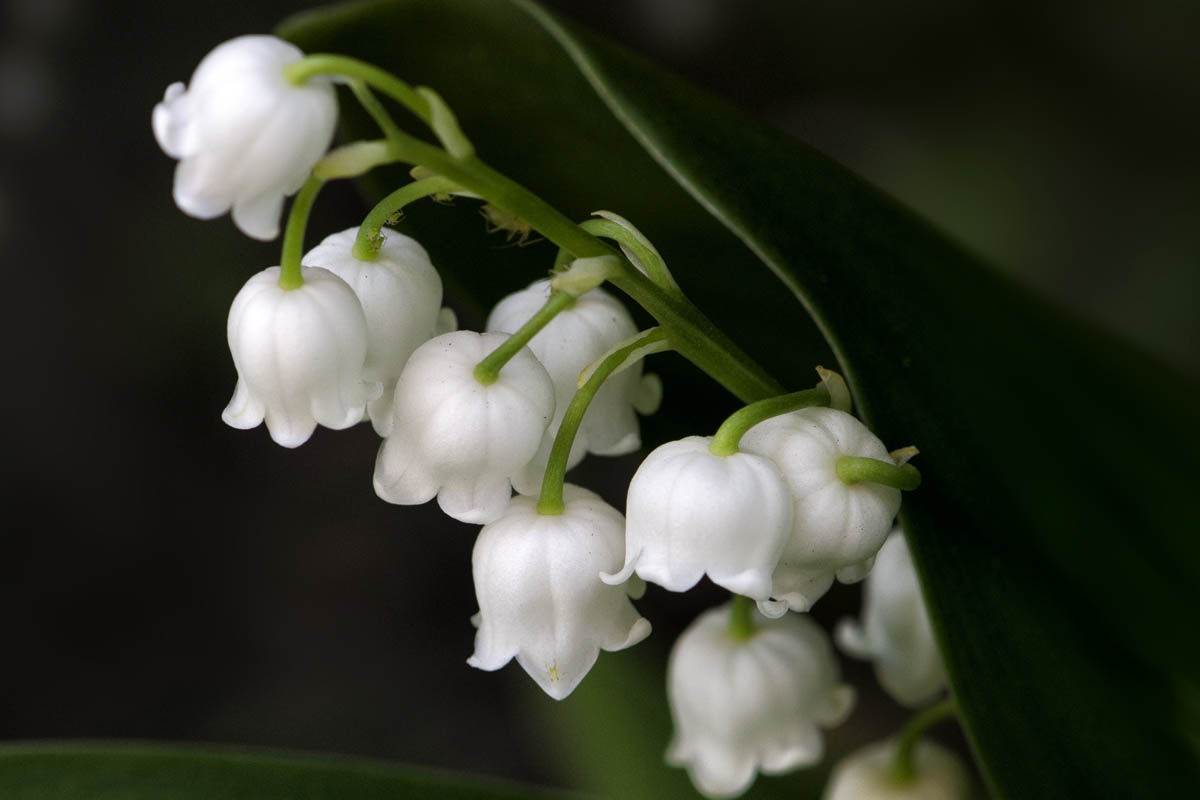 Lily of the valley flowers