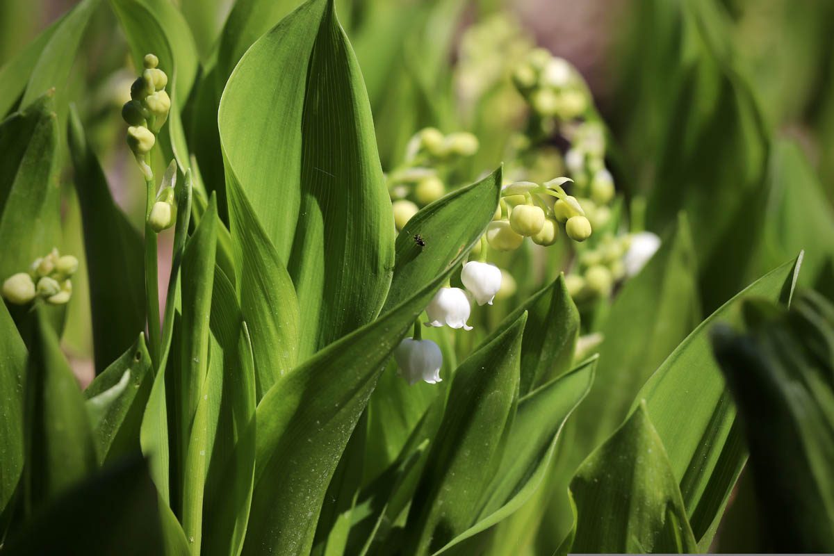 Lily of the valley leaves