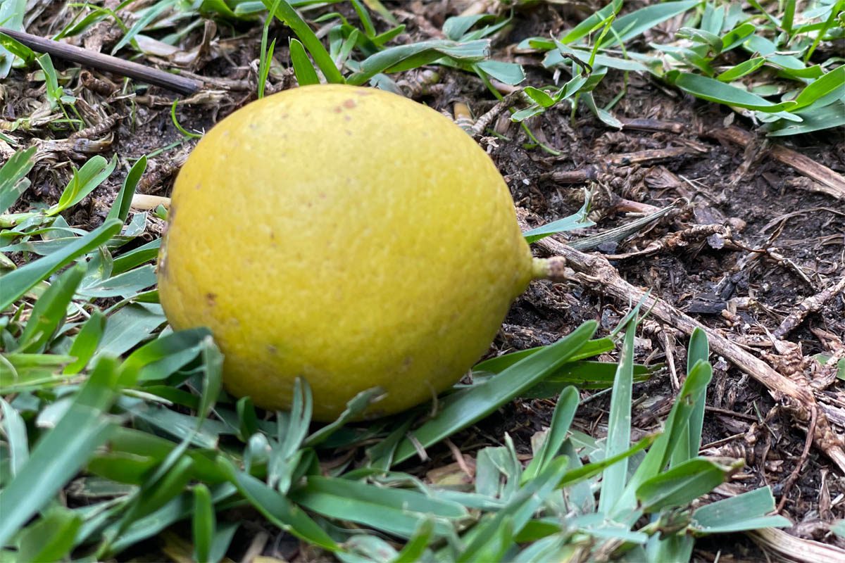 Lime fruit on the ground