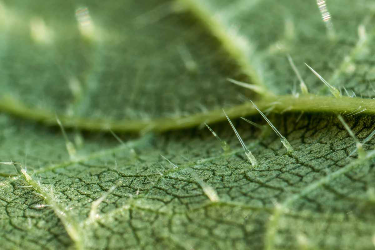 Mechanism of action of nettle stings
