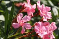 The Toxic Properties of Oleander: Understanding the Dangers